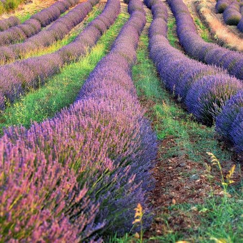 Lavender Gardens