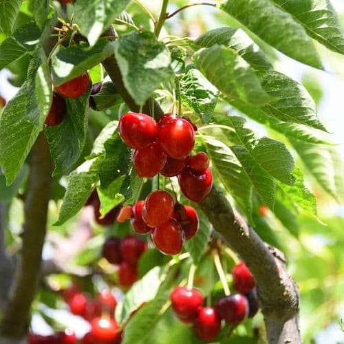 Salihli Cherries