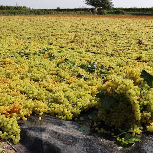 Aegean Sultaniye Grape