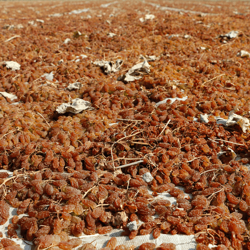 Aegean Sultaniye Grape