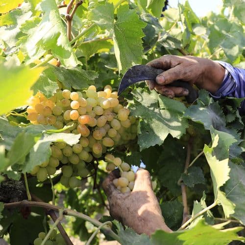 Aegean Sultaniye Grape