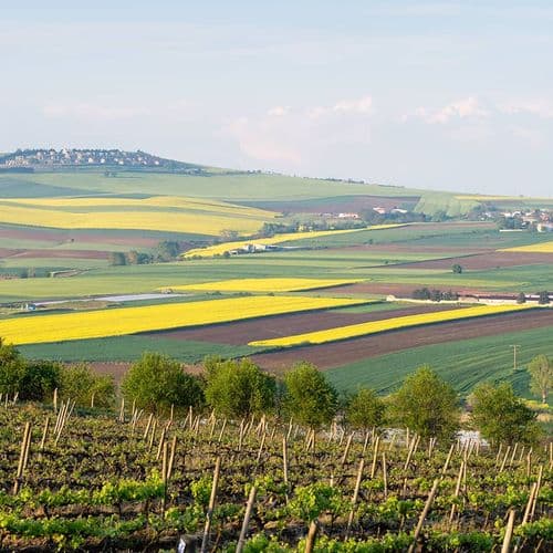 Vineyards in Tekirdağ