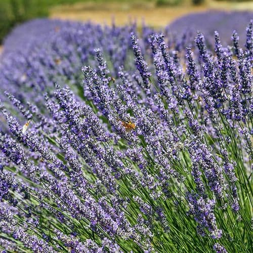 Lavender Isparta