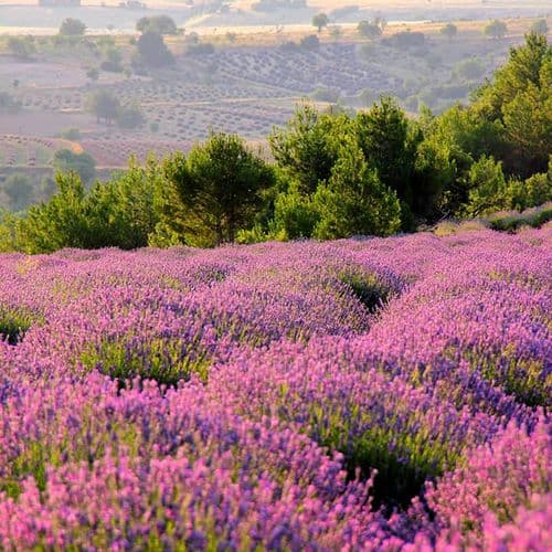 Lavender Isparta