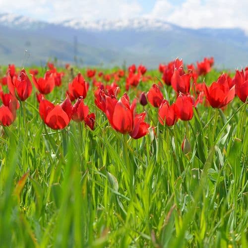 Muş Tulip