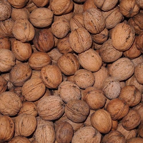 Walnut