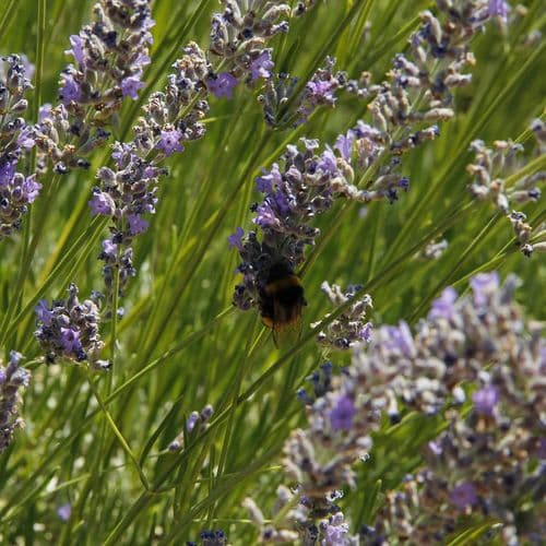 Pamukkale Lavender Gardens