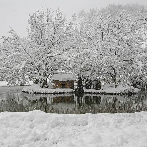 Pine Scent in Çamlık Park