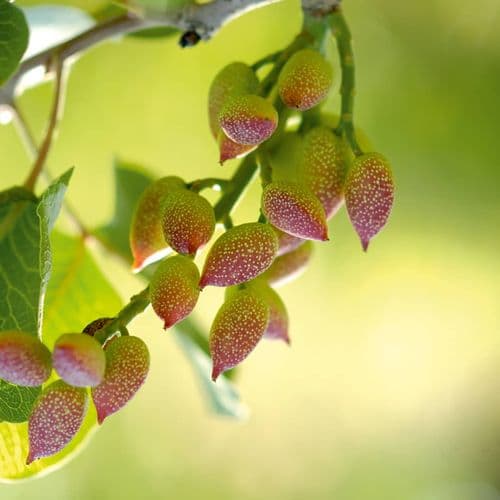 Pistachio Tree