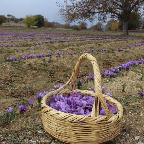 Saffron