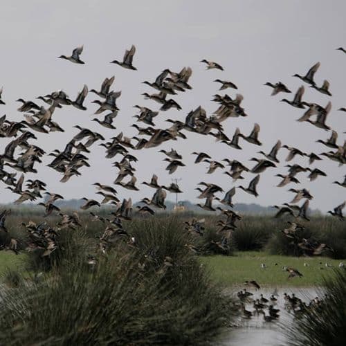 Samsun Bird Sanctuary