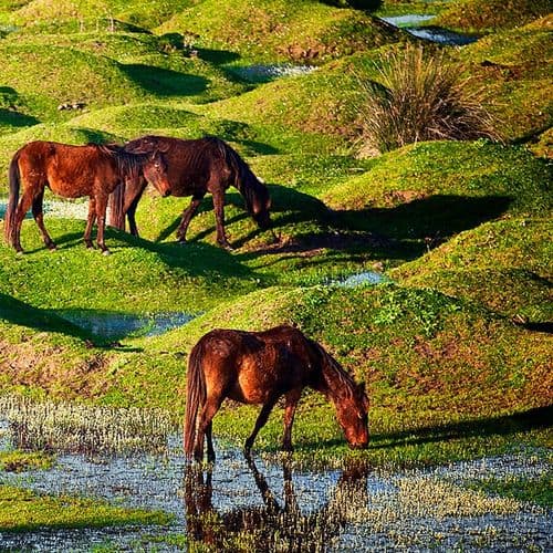Samsun Bird Sanctuary and Horses