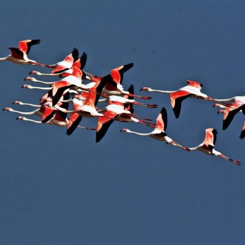 Seyfe Lake Bird Sanctuary