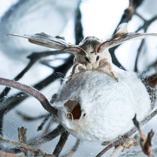 Silkworm Breeding