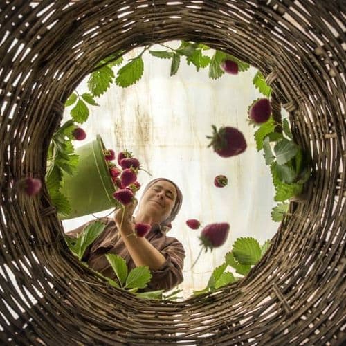 Sivaslı Strawberry Festival