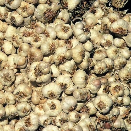 Taşköprü Garlic