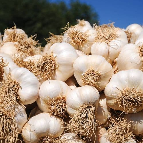 Taşköprü Garlic