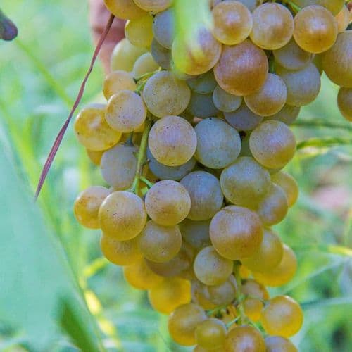 Narince Tokat Grapes