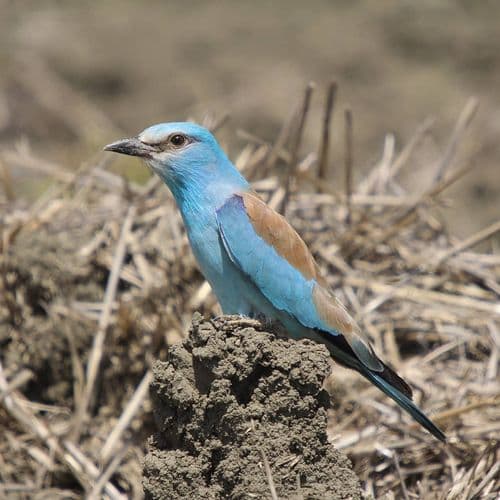 Erçek Lake Bird Sanctuary