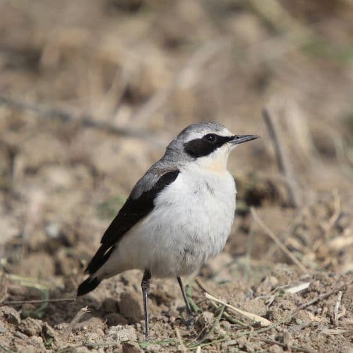 Erçek Lake Bird Sanctuary