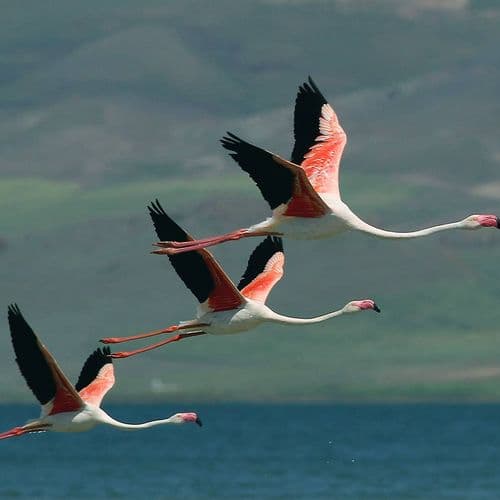 Flamingos
