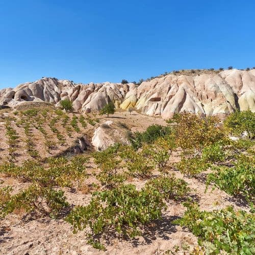 Vineyards in The Cappadocia Valley