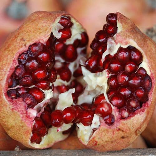 Zivzik Pomegranate