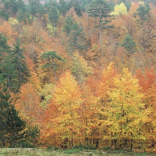Zonguldak Urban Forest