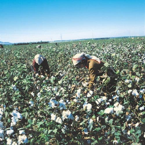 Cotton Harvest