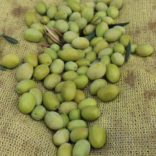 Akhisar Olives
