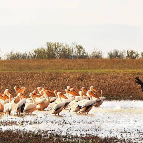 Yedikuğular Kuş Cenneti/Vogelparadies (Yedikır Baraj Gölü/Stausee)