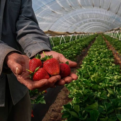 Sultanhisar Strawberries