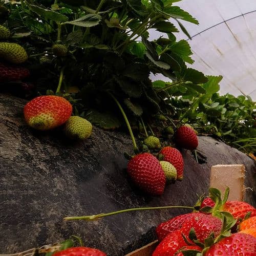 Sultanhisar Strawberries