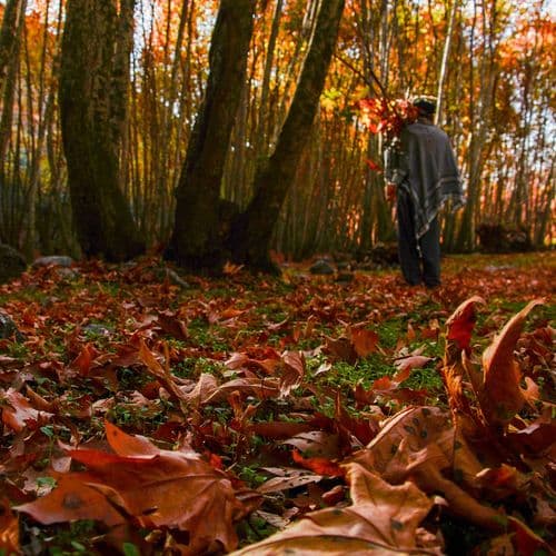 Ayngebire Mesire Alanı