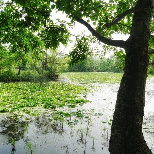 Karacabey Floodplain Forest