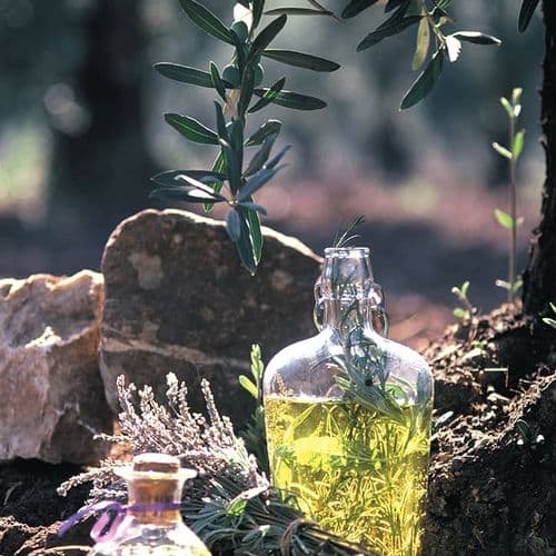 Çanakkale Olive Cultivation