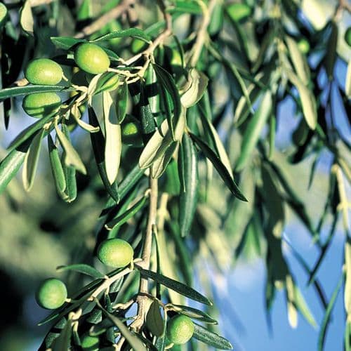 Çanakkale Olive Cultivation
