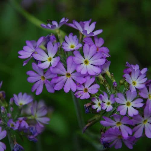 Плато Абдуллах