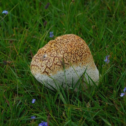 Плато Абдуллах