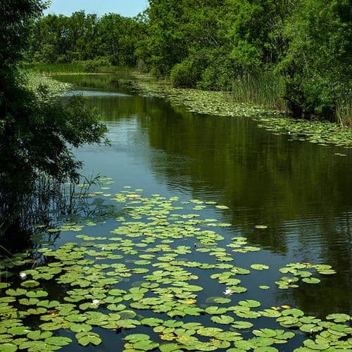 Longoz Forest Kırklareli