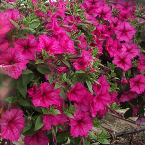 Cut and Potted Ornamental Plants