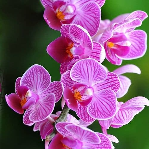 Cut and Potted Ornamental Plants