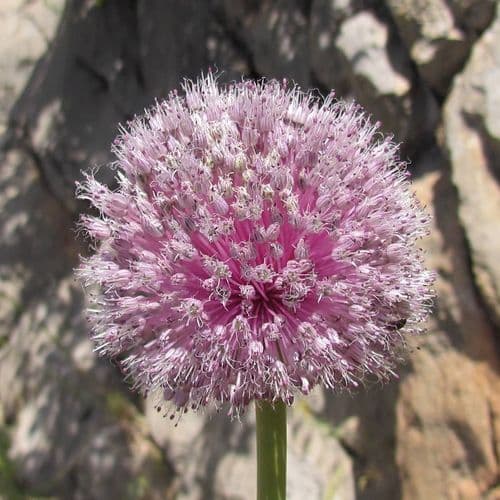 Mountain Garlic