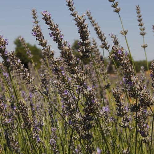 Lavender Products Thyme and Sage in Pamukkale