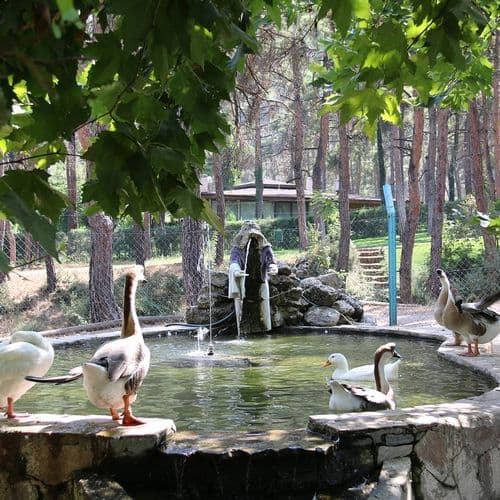 Pine Scent in Çamlık Park