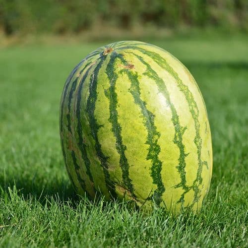 هندوانه دیاربکر