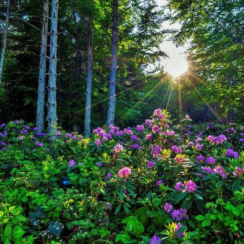 الأعشاب المتوطنة في دوزجة.