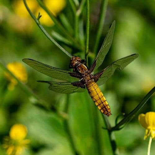الأعشاب المتوطنة في دوزجة.