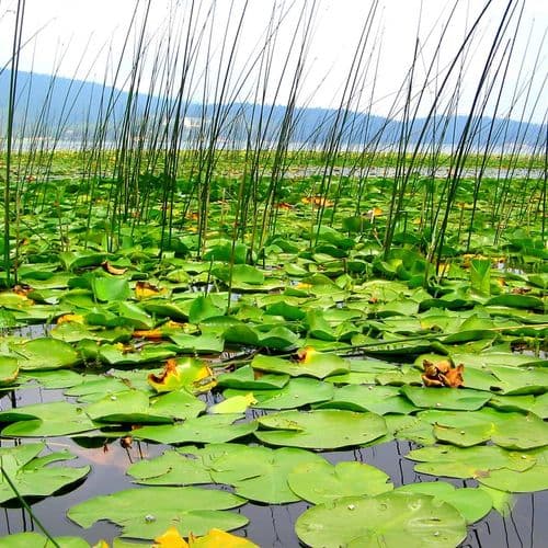 بحيرة أفتني