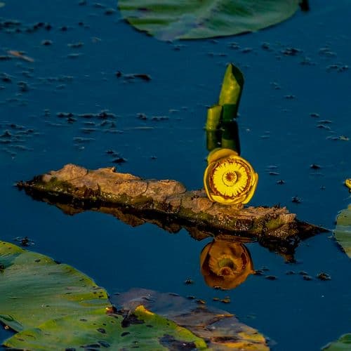 بحيرة أفتني